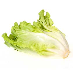 Anjou cornet Escarole Endive